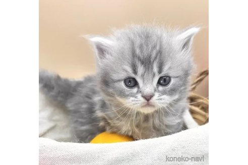 商談中の兵庫県のスコティッシュフォールド-108847の1枚目