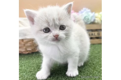 商談中の兵庫県のスコティッシュフォールド-108848の1枚目