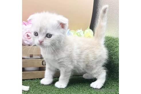 成約済の兵庫県のスコティッシュフォールド(折れ耳)-108858の5枚目