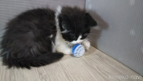 成約済の栃木県のマンチカン-108867の5枚目
