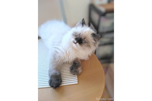 販売中の静岡県のヒマラヤン-100641の1枚目
