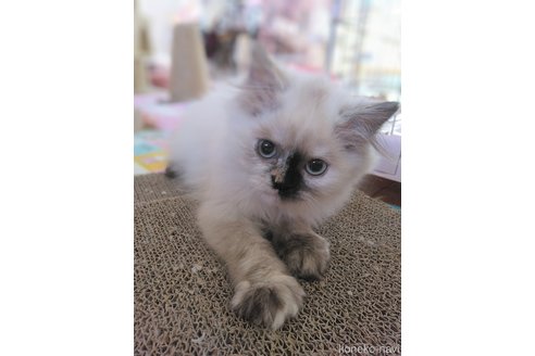 販売中の静岡県のヒマラヤン-103893の1枚目