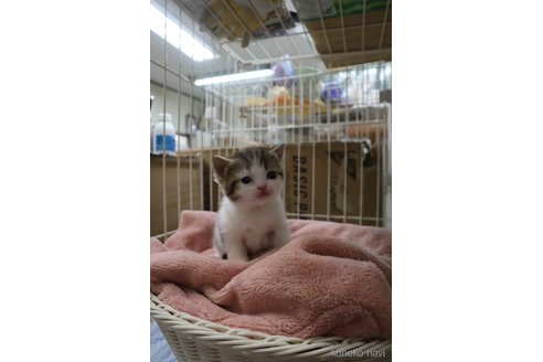 成約済の滋賀県のスコティッシュフォールド-108880の7枚目
