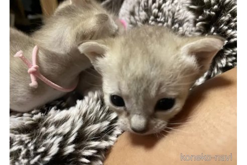成約済の広島県のシンガプーラ-108887の4枚目