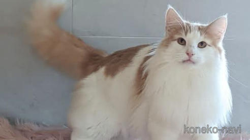 ののノルウェージャンフォレストキャット-