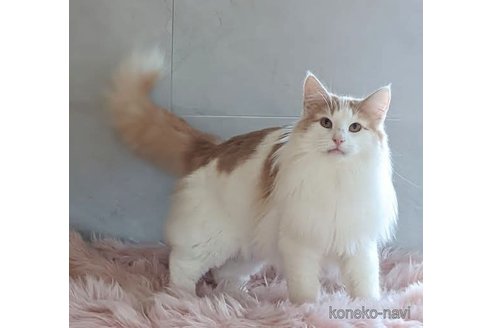 ジェラトーニくん1枚目
