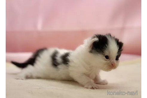 販売中の東京都のマンチカン-108900の2枚目
