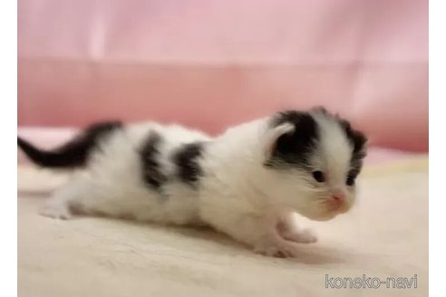 販売中の東京都のマンチカン-108900の4枚目