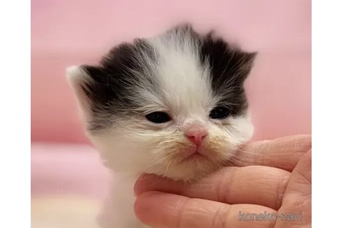販売中の東京都のマンチカン-108900の3枚目