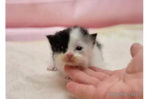 販売中の東京都のマンチカン(短足)-108901の2枚目