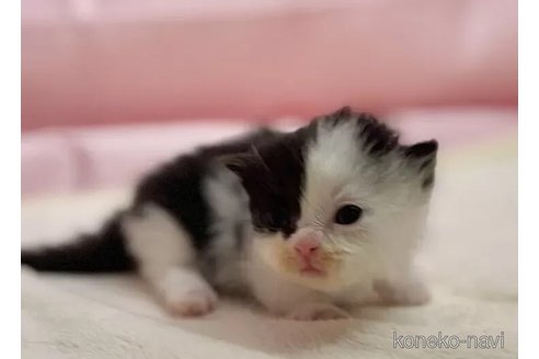 販売中の東京都のマンチカン(短足)-108901の3枚目