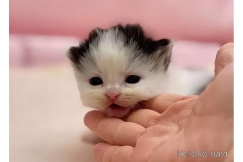 販売中の東京都のマンチカン(短足)-108902の3枚目
