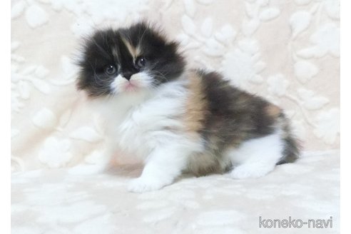 販売中の鹿児島県のスコティッシュフォールド-108904の2枚目