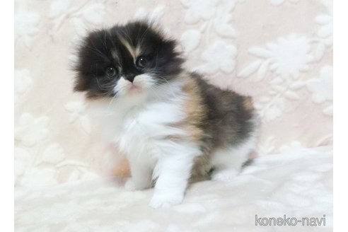 販売中の鹿児島県のスコティッシュフォールド-108904の3枚目