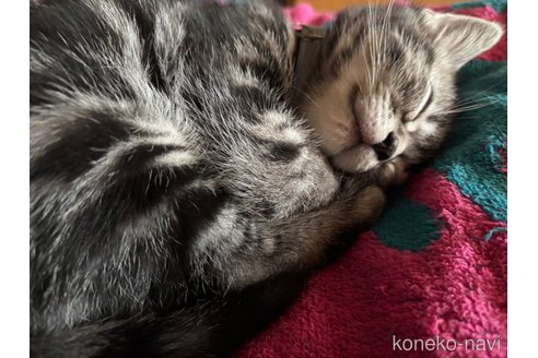成約済の千葉県のアメリカンショートヘア-106306の4枚目