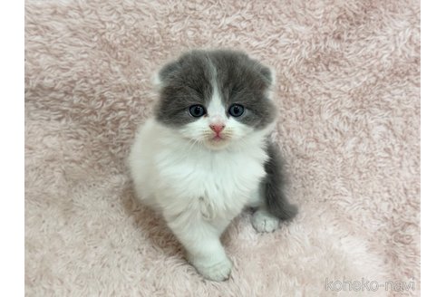 成約済の三重県のスコティッシュフォールド(折れ耳)-107724の1枚目
