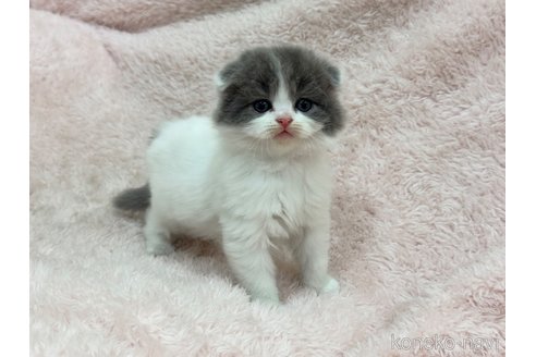 成約済の三重県のスコティッシュフォールド(折れ耳)-107724の3枚目