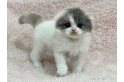 成約済の三重県のスコティッシュフォールド(折れ耳)-107731の1枚目