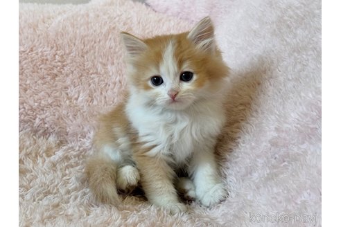成約済の三重県のスコティッシュフォールド-108004の1枚目