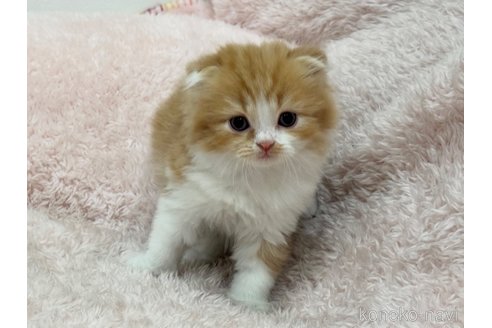 成約済の三重県のスコティッシュフォールド(折れ耳)-107734の1枚目