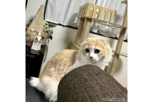 成約済の三重県のスコティッシュフォールド(折れ耳)-108911の1枚目