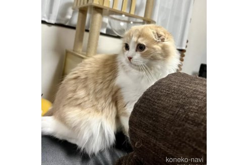成約済の三重県のスコティッシュフォールド(折れ耳)-108911の4枚目