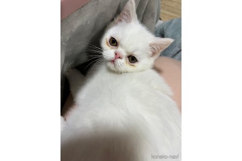 成約済の埼玉県のミックス-106899の5枚目