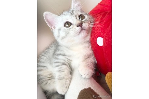 たぴおかこちゃん1枚目