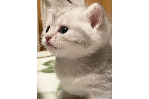 たぴおかこちゃん1枚目