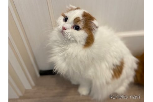 商談中の茨城県のスコティッシュフォールド-92691の5枚目
