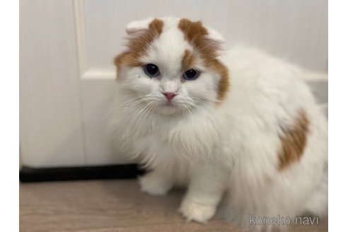 商談中の茨城県のスコティッシュフォールド-92691の4枚目