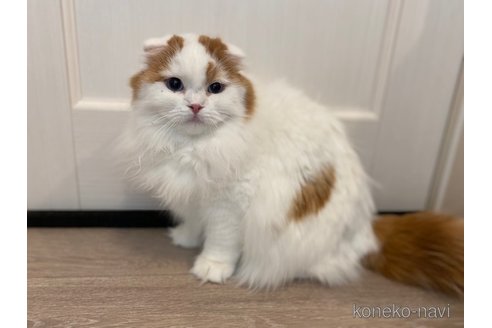 商談中の茨城県のスコティッシュフォールド-92691の3枚目