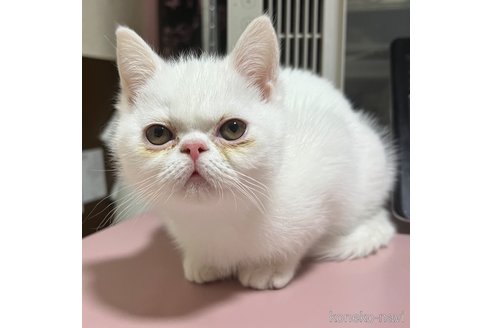 成約済の埼玉県のミックス-106899の4枚目