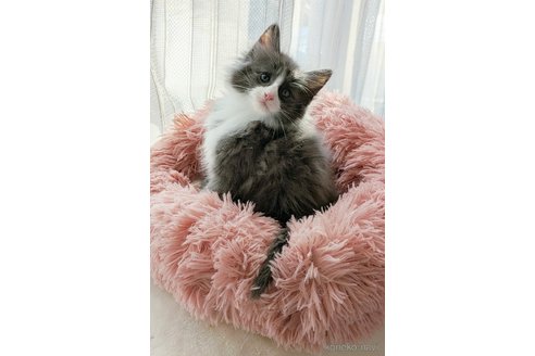 成約済ののノルウェージャンフォレストキャット-107436