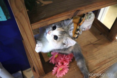 成約済の大阪府のマンチカン(短足)-103581の5枚目