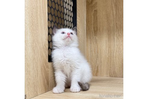成約済の大阪府のラグドール-108938の3枚目