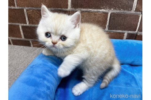 成約済の東京都のマンチカン-108946の1枚目