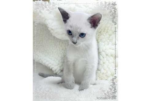 成約済の埼玉県のロシアンブルー-108947の2枚目