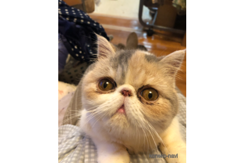 ののエキゾチックショートヘア-