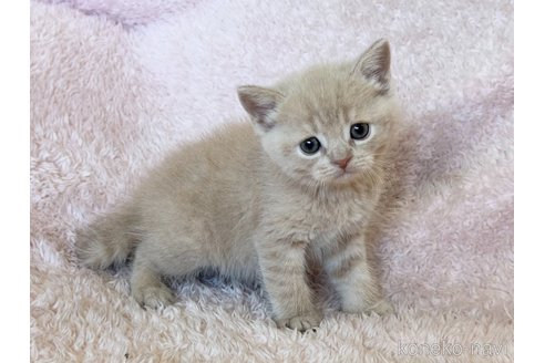 成約済の三重県のスコティッシュフォールド-108949の8枚目