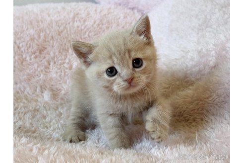 成約済の三重県のスコティッシュフォールド-108949の4枚目