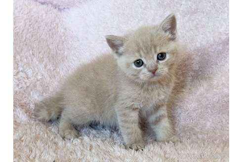成約済の三重県のスコティッシュフォールド-108949の5枚目