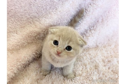 成約済の三重県のスコティッシュフォールド(折れ耳)-108951の2枚目