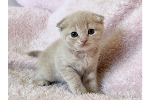成約済の三重県のスコティッシュフォールド(折れ耳)-108951の1枚目