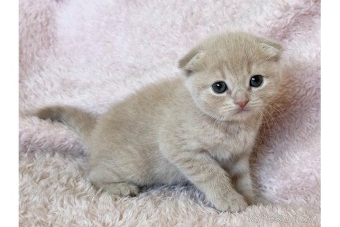 成約済の三重県のスコティッシュフォールド(折れ耳)-108951の4枚目