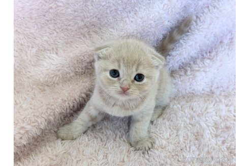 成約済の三重県のスコティッシュフォールド(折れ耳)-108951の6枚目