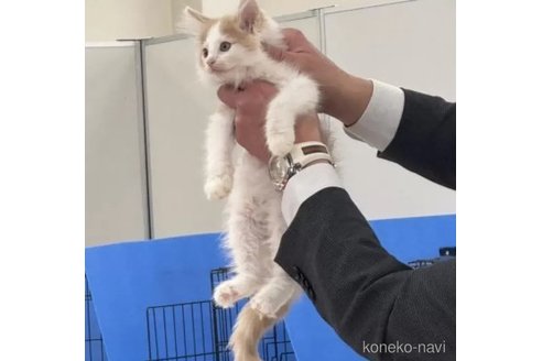成約済の埼玉県のノルウェージャンフォレストキャット-108962の5枚目
