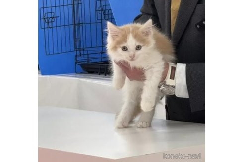 成約済の埼玉県のノルウェージャンフォレストキャット-108962の6枚目