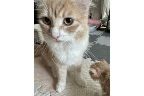 パインちゃん1枚目