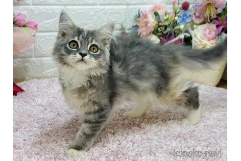 成約済の東京都のラガマフィン-108974の5枚目